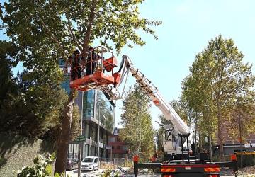 Alikahya Tramvay Hattı'nda ağaçlar budanıyor