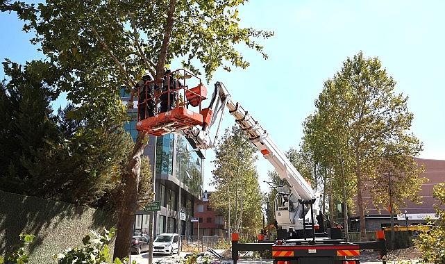 Alikahya Tramvay Hattı'nda ağaçlar budanıyor