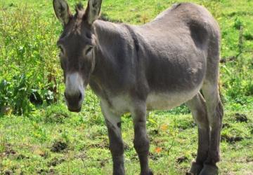 TÜİK verilerine göre Adıyaman’da 626 eşek yaşıyor