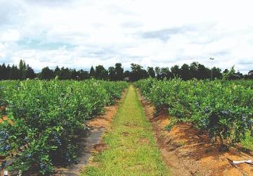 Maviyemiş ihracatından 4,2 milyon dolarlık kazanç