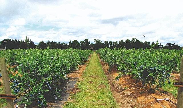 Maviyemiş ihracatından 4,2 milyon dolarlık kazanç