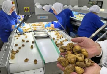 İhracatta Rekor: Kuru İncir 350 Milyon Doları Aştı