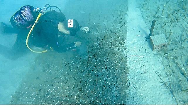 Mavi Nefes Projesi'nden Türkiye'de Bir İlk: Göcek'te 2.000 Yaşında Deniz Çayırı Keşfedildi