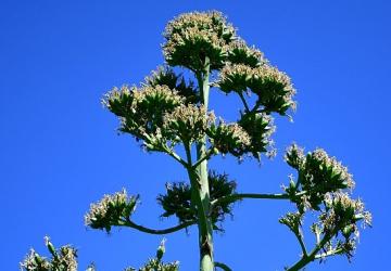 UNESCO Listesindeki Agave Bitkisi Beylikdüzü'nde Çiçek Açtı