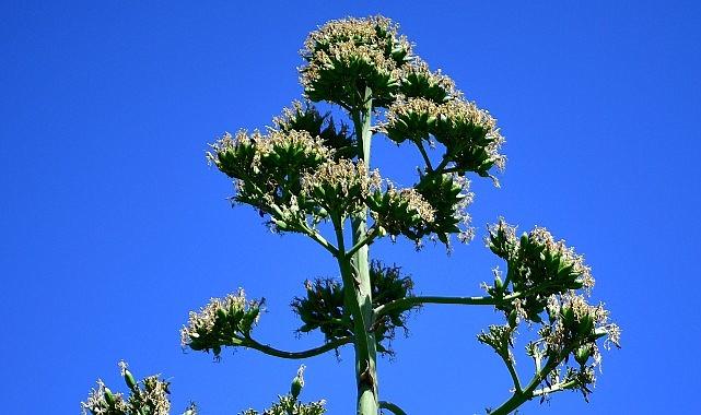 UNESCO Listesindeki Agave Bitkisi Beylikdüzü'nde Çiçek Açtı