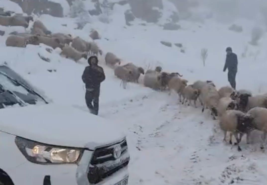 Adıyaman’da karda mahsur kalan 800 küçükbaş hayvan kurtarıldı - Videolu Haber