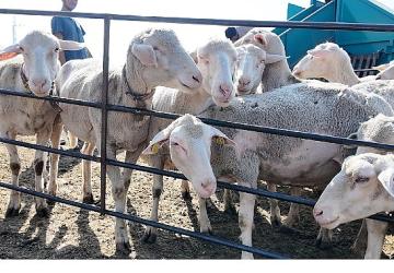 İnegöl Belediyesi İle İlçeler Arası “Tarım Ve Hayvancılıkta Güç Birliği"