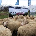 Büyükşehir'den hayvancılığa damızlık koç desteği