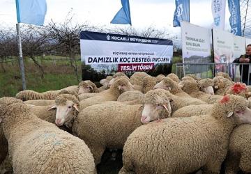Büyükşehir'den hayvancılığa damızlık koç desteği