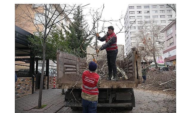 Keçiören'de Budama Çalışmasıyla Yeşil Örtü Korunuyor