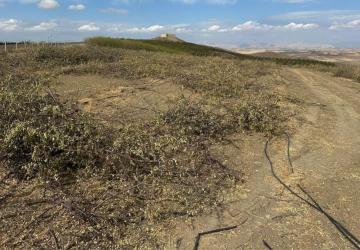 Yanlıştan dönülmezse 108 bin dönümde 4 milyon badem ağacı sökülebilir - Videolu Haber