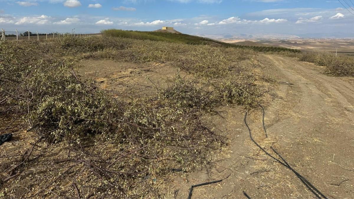 Yanlıştan dönülmezse 108 bin dönümde 4 milyon badem ağacı sökülebilir - Videolu Haber