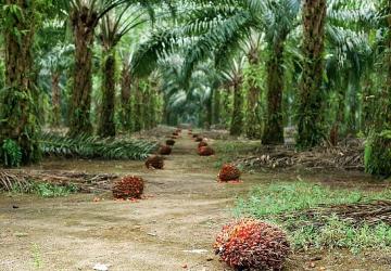 Sürdürülebilir Palm Yağı “Az Alanda Çok Üretim" Yaklaşımıyla Çevreci Bir Çözüm Sunuyor
