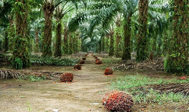 Sürdürülebilir Palm Yağı “Az Alanda Çok Üretim" Yaklaşımıyla Çevreci Bir Çözüm Sunuyor
