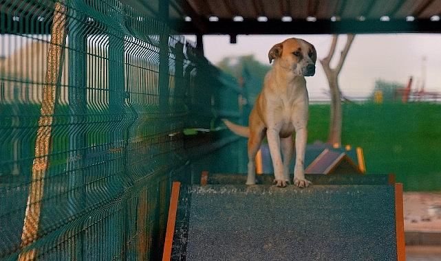 Didim Belediyesi'nden can dostlara sevgiyle hizmet