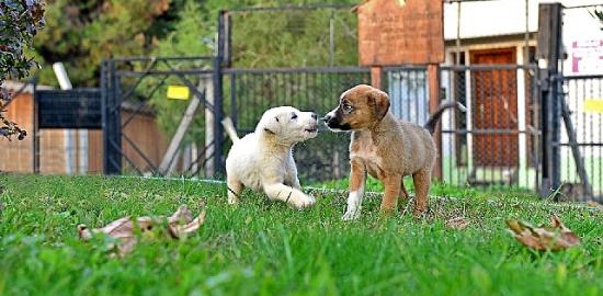 Osmangazi Belediyesi Can Dostların Umudu Oluyor