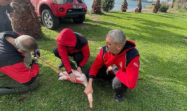 İzmir İtfaiyesi ayağına misina dolanan flamingoyu kurtardı