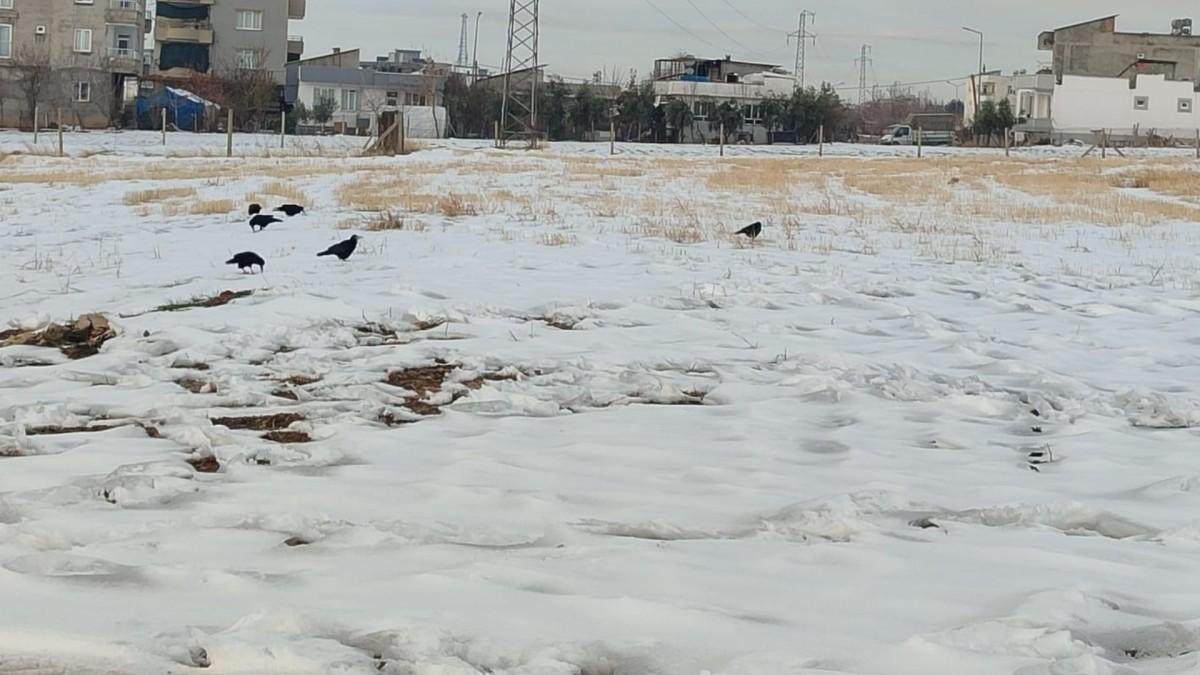 Adıyaman’da kar sonrası kargaların yiyecek arayışı kameralara yansıdı - Videolu Haber
