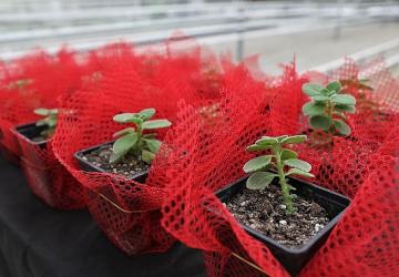 Keçiören'de Bilinçli Tarımsal Üretim İçin Eğitim Verildi