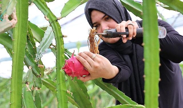 Büyükşehir'den üreticilere katma değeri yüksek alternatif ürün desteği