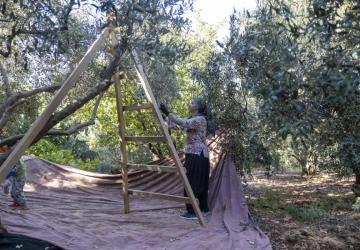 Mersin Büyükşehir’in Fidan Destekleri Üreticiye Kazanç Sağlıyor