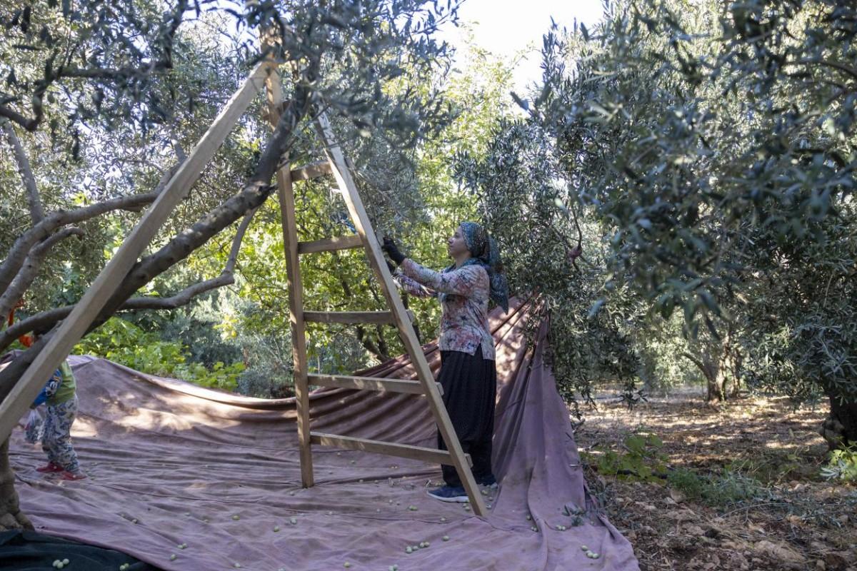 Mersin Büyükşehir’in Fidan Destekleri Üreticiye Kazanç Sağlıyor