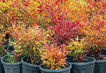 İzmir'in renkleri Büyükşehir fidanlıklarında filizleniyor