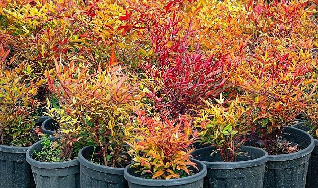 İzmir'in renkleri Büyükşehir fidanlıklarında filizleniyor