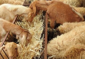 ‘Kırsalda Bereket Küçükbaşa Destek Projesi’ başlıyor