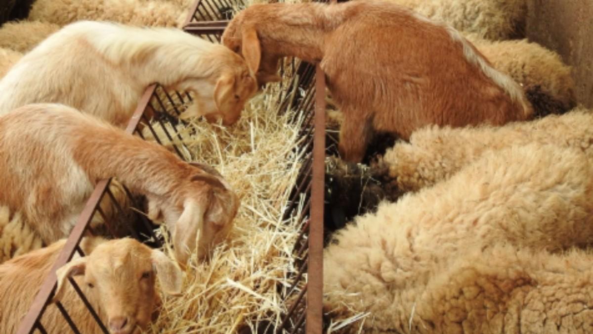 ‘Kırsalda Bereket Küçükbaşa Destek Projesi’ başlıyor