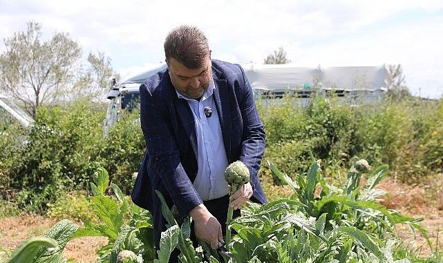 İlçenin önemli tarımsal üretim merkezlerinden Düzce Köyü'nde gerçekleşen hasada, Seferihisar Belediye Başkanı İsmail Yetişkin de katıldı.