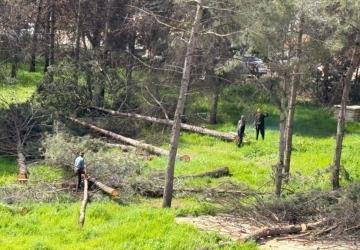 Adıyaman’da ağaç kesimine tepki: Vatandaşlar ‘katliam’ dedi - Videolu Haber