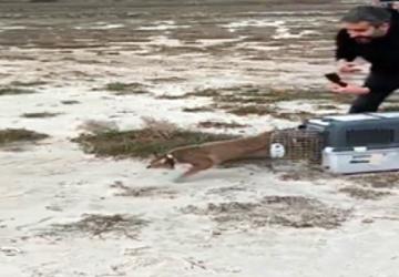 Ağır yaralı bulundu, sağlıklı şekilde doğaya salındı