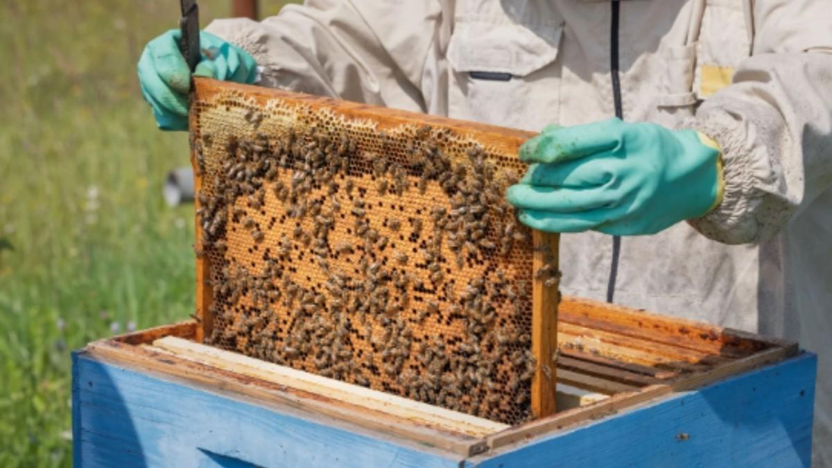 Adıyaman’da Arılı Kovan Projesi başvuruları sürüyor: Son gün yarın