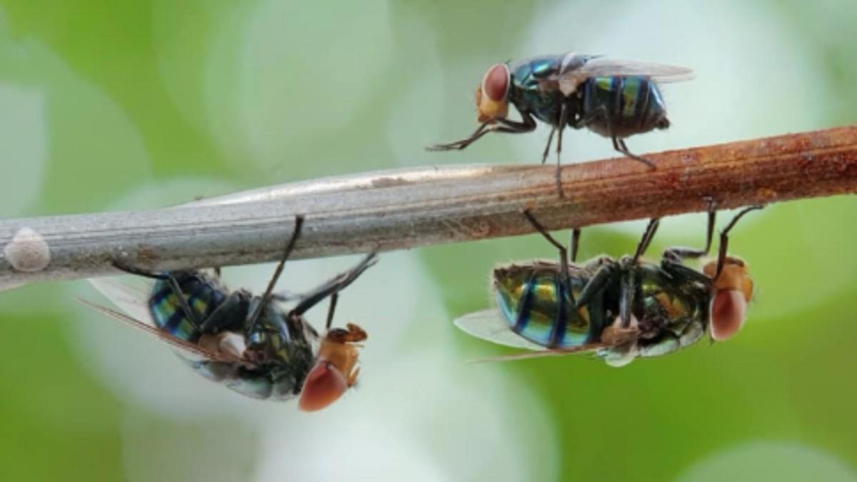 Veteriner Hekim Yıldız’dan uyarı: ‘Sinekler uykudan uyanmadan önce mücadele planları gözden geçirilmelidir’