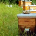 Adıyaman’da organik arısız kovan başvuruları başladı