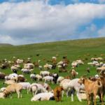 Adıyaman’da ‘Kırsalda Bereket’ projesi: 3 yılda 150 bin küçükbaş hayvan desteği verilecek - Videolu Haber