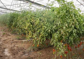 Büyükşehir Belediyesi Aksulu çiftçilerin yanında