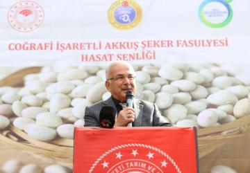 Akkuş Fasulyesinde Hasat Başladı