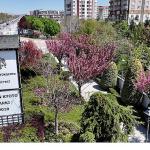 Sakuralar İçin Japonya'ya Gitmenize Gerek Yok; Konya'da Sakura Mevsimi Başladı