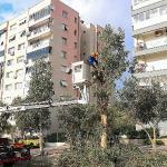 Buca'da budama seferberliği