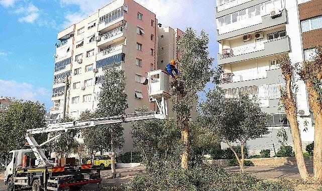 Buca'da budama seferberliği