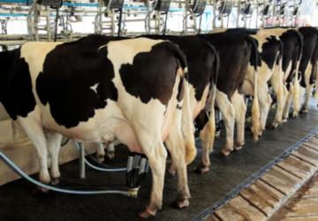 Adıyaman’da Süt Sağım Hijyeni Projesi için başvurular devam ediyor