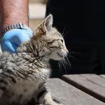 Maltepe'de “can dostlar" güvende