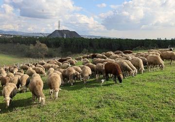 Damızlık koç desteği kuzulama oranlarında artış sağladı