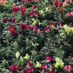 Antalya'da 4 milyon çiçek toprakla buluşuyor