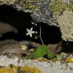 İzmir'de Yeni Bitki Türü Keşfedildi