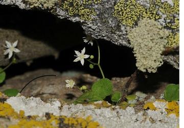 İzmir'de Yeni Bitki Türü Keşfedildi