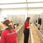 İBB'nin 4 Modern Tesisi Kurban Bayramı İçin Hazır
