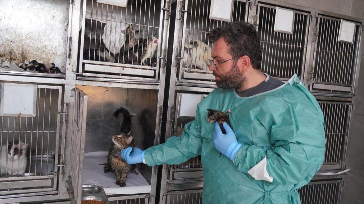 Adıyaman’da Patibulans iki yavru kediyi yaşama döndürdü - Videolu Haber